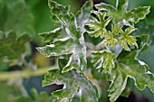 AMERICAN GOOSEBERRY MILDEW (HAEROTHECA MORS UVAE) ON LEAVES