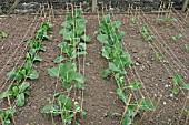 PLANT PROTECTION,  USE STRINGS TO PROTECT CABBAGES FROM BIRDS