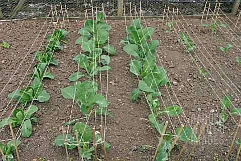 PLANT_PROTECTION__USE_STRINGS_TO_PROTECT_CABBAGES_FROM_BIRDS