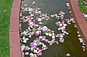 POND POLLUTION,  ROSE PETALS FALL INTO WATER