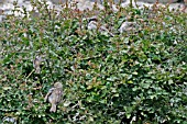 HOUSE SPARROW (PASSER DOMESTICUS) IN HEDGE