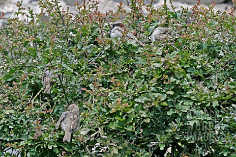 HOUSE_SPARROW_PASSER_DOMESTICUS_IN_HEDGE