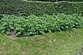 POTATOES GROWING IN BED