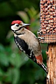 GREAT SPOTTED WOODPECKER,  JUVENILE,  DENDROCOPUS MAJOR,  CLOSE UP