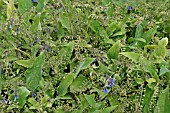 RUSSIAN COMFREY PLANTS IN FLOWER