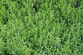 SATUREJA WINTER SAVORY, PLANTS GROWING IN BED