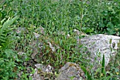 LESSER WILLOWHERB GROWING IN ROCKERY