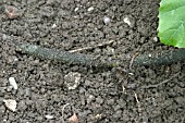 WATERING PLANTS,  SEEPHOSE IN SITU