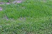 LAWN,  RECENTLY RESEEDED PATCH