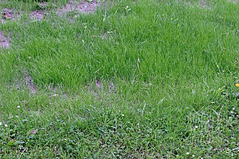 LAWN__RECENTLY_RESEEDED_PATCH