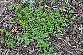 CHICKWEED GROWING THROUGH WOODCHIP MULCH