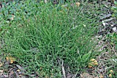 HORSETAIL (EQUISETUM SPP) GROWING THROUGH WOODCHIP MULCH