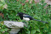 MAGPIE (PICA PICA) AT BIRD BATH