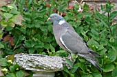 WOOD PIGEON (COLUMBA PALUMBUS) AT BIRD BATH