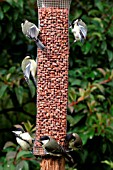 GREAT TITS,  JUVENILES ON BIRD FEEDER,  PARUS MAJOR