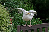 HERRING GULL (LARUS ARGENTATUS) ON GARDEN SEAT