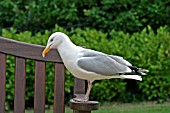 HERRING GULL (LARUS ARGENTATUS) ON GARDEN SEAT