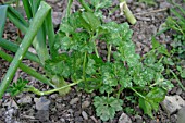 RANUNCULUS REPENS,  CREEPING BUTTERCUP GROWING IN VEGETABLE GARDEN