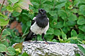 MAGPIE (PICA PICA) AT BIRD BATH