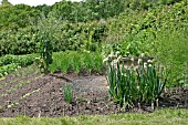 VEGETABLE GARDEN IN EARLY JUNE