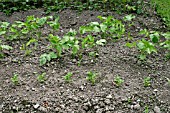 PARSNIPS,  ROWS AT DIFFERENT STAGES OF GROWTH