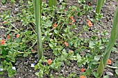 ANAGALLIS ARVENSIS,  SCARLET PIMPERNEL GROWING AMONGST LEEKS