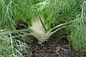 FLORENCE FENNEL MATURE PLANT