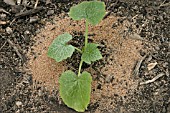 SLUG CONTROL SURROUND THE PLANT WITH ABRASIVE GRANULES