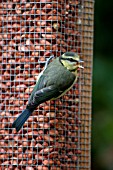 BLUE TIT,  JUVENILE ON BIRD FEEDER,  CLOSE UP,  PARUS CAERULEUS