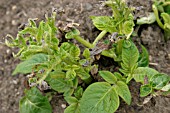 FROST DAMAGE TO EARLY POTATOES