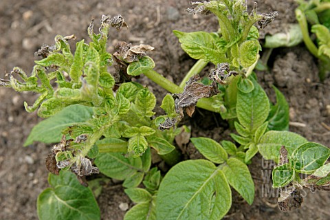 FROST_DAMAGE_TO_EARLY_POTATOES