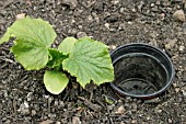 WATERING,  SINK A PLANT POT IN SOIL CLOSE TO THE PLANT