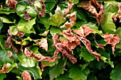 FROST DAMAGE TO BEECH HEDGE IN SPRING