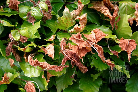 FROST_DAMAGE_TO_BEECH_HEDGE_IN_SPRING