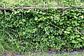NEATLY LAYERED HEDGE IN MAY