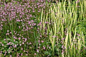 LYCHNIS FLOS CUCULI,  RAGGED ROBIN AND VARIEGATED IRIS IN LATE MAY