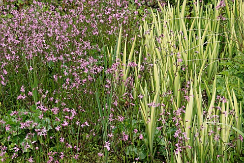 LYCHNIS_FLOS_CUCULI__RAGGED_ROBIN_AND_VARIEGATED_IRIS_IN_LATE_MAY