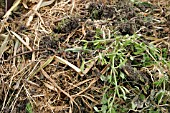 COMPOST MATERIALS,   GARDEN WEEDS