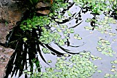 HYDROCHARIS MORSUS RANAE,  FROGBIT,  GROWING IN POND