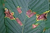 HORSE CHESTNUT LEAF BLOTCH (GUIGNARDIA AESCULI)