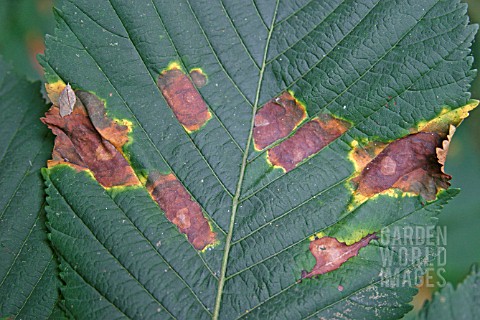 HORSE_CHESTNUT_LEAF_BLOTCH_GUIGNARDIA_AESCULI