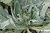 WHIPTAIL LEAVES IN CAULIFLOWER CAUSED BY BORON DEFICIENCY