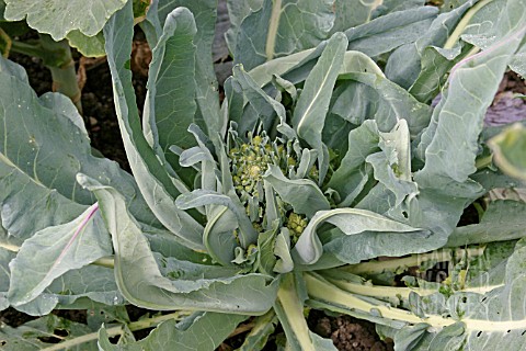 WHIPTAIL_LEAVES_IN_CAULIFLOWER_CAUSED_BY_BORON_DEFICIENCY