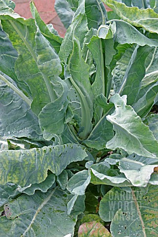 BLINDNESS_IN_CAULIFLOWERS_PROBABLY_CAUSED_BY_NUTRIENT_DEFICIENCY