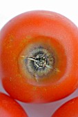 TOMATO BLIGHT (PHYTOPHTHORA INFESTANS)