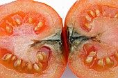 SECTION THROUGH RIPE FRUIT,  TOMATO BLIGHT (PHYTOPHORA INFESTANS)