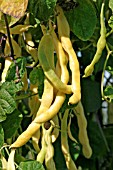 CLIMBING FRENCH BEAN NECKARGOLD