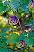 PHYSALIS IXOCARPA VIOLET,  (TOMATILLO)