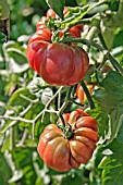 TOMATO PURPLE CALABASH