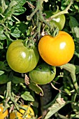 TOMATO SCOTLAND YELLOW,  RIPENING TRUSS